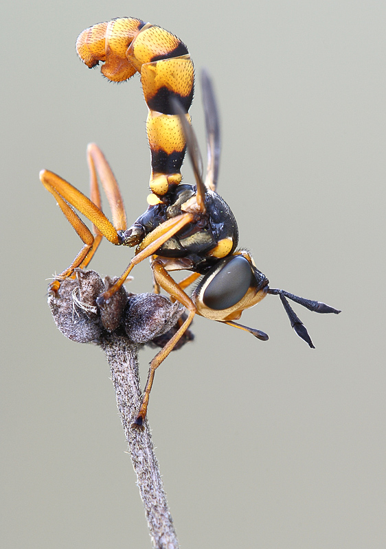 Conops vitellinus F (Conopidae)